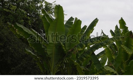 Tropical delight: Exploring the Musa plant. Tree seen at the botanic garden. Late spring