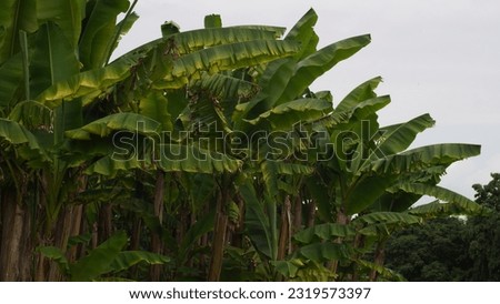 Tropical delight: Exploring the Musa plant. Tree seen at the botanic garden. Late spring Royalty-Free Stock Photo #2319573397