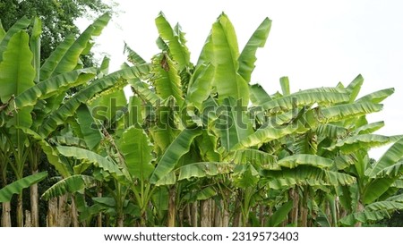 Tropical delight: Exploring the Musa plant. Tree seen at the botanic garden. Late spring Royalty-Free Stock Photo #2319573403