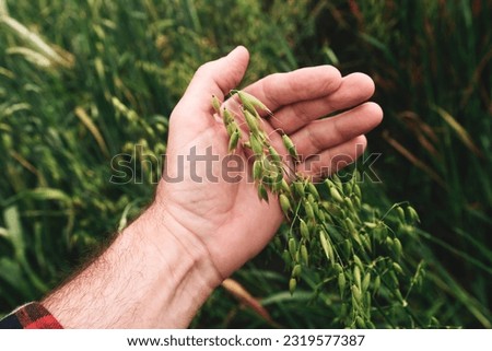 Farmer examining common oat (Avena Sativa) unripe crops in field, closeup of hand touching plant, selective focus Royalty-Free Stock Photo #2319577387