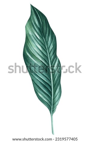 Tropical green leaf on white background, watercolor illustration, jungle design. Summer plant