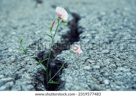 Tiny pink flower growth through the crack in old asphalt road. Conceptual image of nature strength