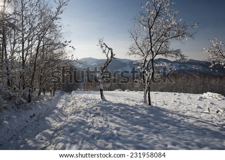 Frozen trees in field with road and blue sky with clouds