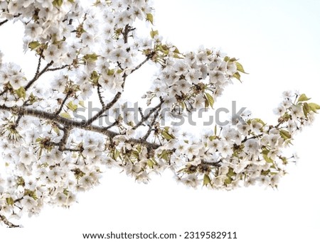 Beautiful Sakura in full bloom Royalty-Free Stock Photo #2319582911