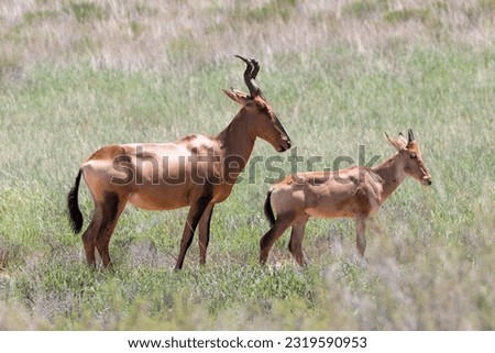 Red Hartebeest (Alcelaphus buselaphus caama) cow and calf, Kalahari, Northern Cape, South Africa in summer Royalty-Free Stock Photo #2319590953