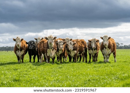 Stud beef hereford cows in a field on a farm in England. English cattle in a meadow grazing on pasture in springtime. Green grass growing in a paddock on a sustainable agricultural ranch. Royalty-Free Stock Photo #2319591967