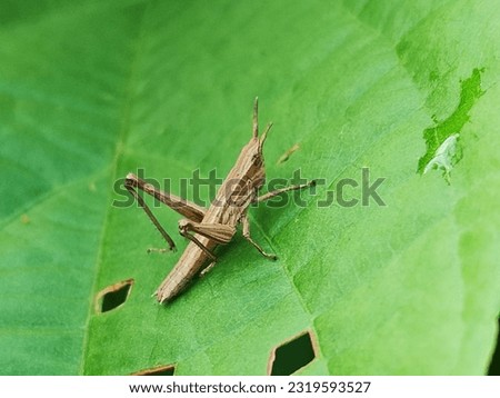 This is a grasshopper perched on a leaf. I took this picture.  from my backyard  here Thailand