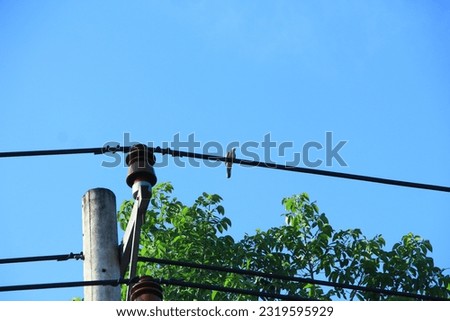 Photo of a bird perched on a power line