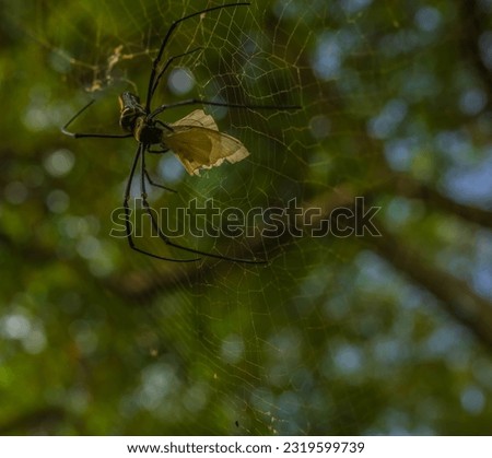 Came across this forest spider successfully hunting down its prey while trekking through a forest in Madurai, Tamil Nadu. Shot on 28th Sep, 2021. Royalty-Free Stock Photo #2319599739