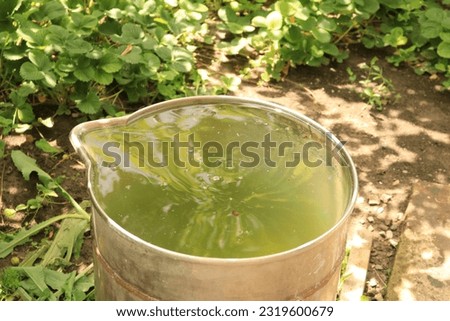 Barrel with water for watering plants in the garden. Metal container in the garden in summer.