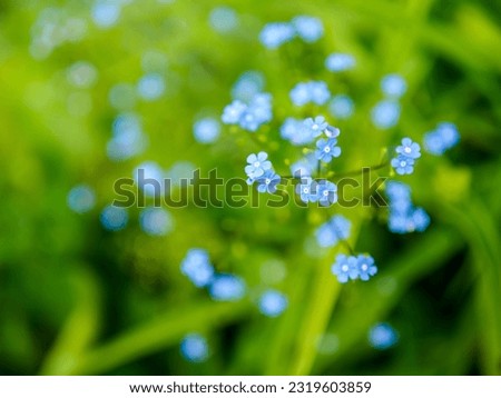 tiny blue flowers of scorpion grass, close up photo with selective focus