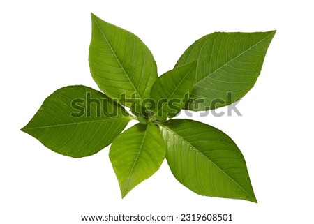 Top view of green plant leaf isolated on white background