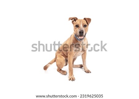 happy brown dog sits on a white background Royalty-Free Stock Photo #2319625035