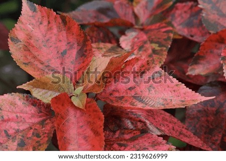 Close up image of beautiful red leaves of copperleaf plant 