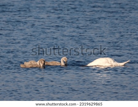 A beautiful animal portrait of a White Swan family and their baby Cygnets 