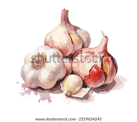 Garlic, watercolor painting style illustration Royalty-Free Stock Photo #2319634245