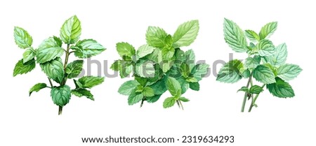 Mint, watercolor painting style illustration. Vector set. Royalty-Free Stock Photo #2319634293