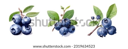 Blueberry, watercolor painting style illustration. Vector set. Royalty-Free Stock Photo #2319634523