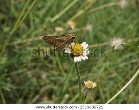 small and brown grass butterfly