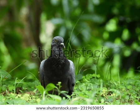 pigeon ( Columba livia ) perched on the ground in the nature 
