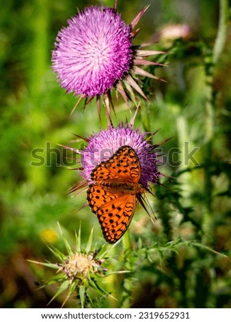 Large pearl butterfly on a silver thistle flower