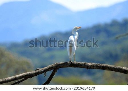 Cattle egret, Bubulcus ibis, Costa Rica
