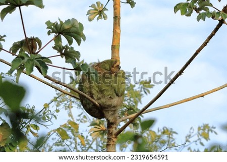 Cute sloth hanging on tree branch with funny face look, portrait of wild animal in the Rainforest of Costa Rica, Bradypus variegatus, a brown-throated three-toed sloth