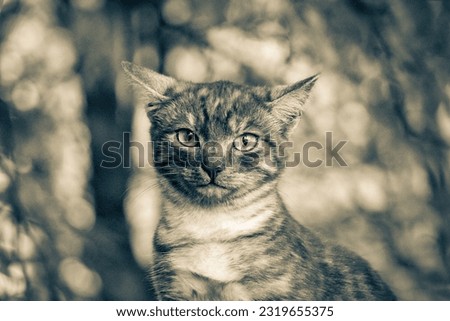 Black and white picture of Beautiful cute cat with yellow eyes in nature green background in Minsk Belarus.