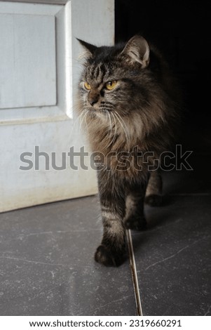 cat on a dark background