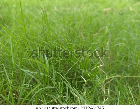 grass picture wallpaper background picture 