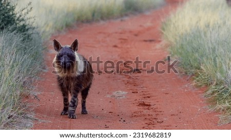 brown hyena (Parahyaena brunnea) also called strandwolf