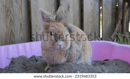 Cute brown bunny rabbit sitting in a sandbox in the garden