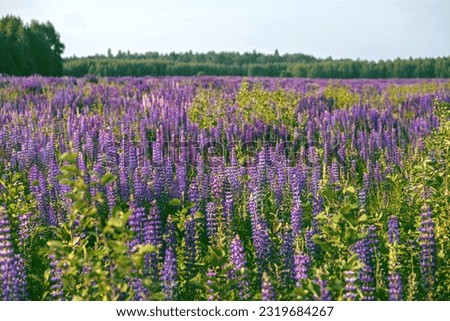purple lupines in the field. High quality photo