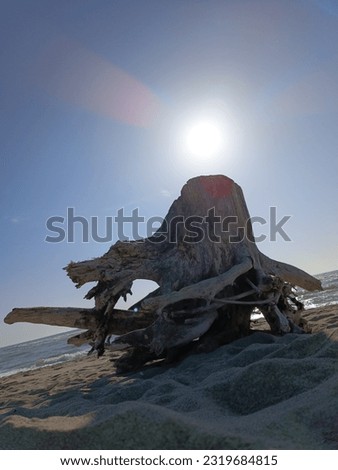 The picture shows a large tree trunk and sand in the foreground. in the background you can see the shining sun in a blue sky without clouds. 