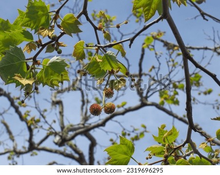 Platanus × acerifolia, branch with maple-like leaves, seed pods and flowers, against blue sky. Platanus × hispanica or London plane is a large deciduous tree of the plane-tree family Platanaceae. Royalty-Free Stock Photo #2319696295