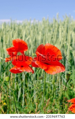 Three red field poppies on a background of unripe wheat.
