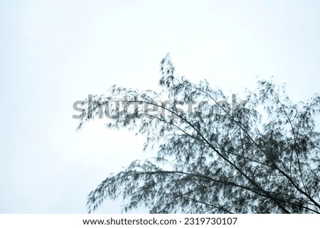 Green pine branches -Beautiful summer forest with different trees,Pine Trees in a Forest. Bare on the bottom, green on the top,Tall tree Casuarina equisetifolia or Australian pine by the sea, Sea oak.