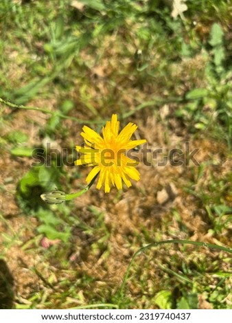 Blooming yellow Beauty: A Captivating Sow Thistle Blossom