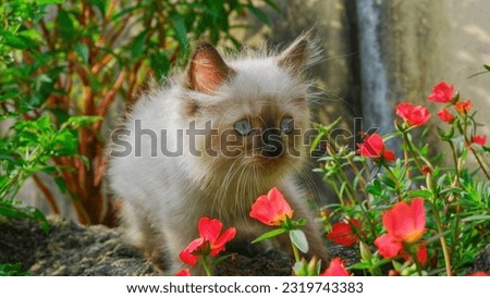 Cute cat face among the flowers
