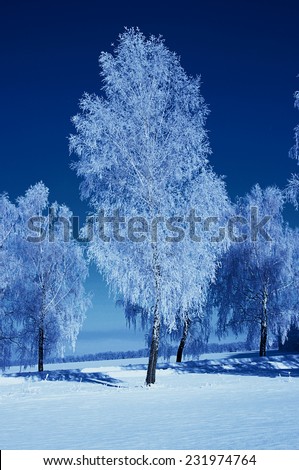 Frosted trees against a blue sky