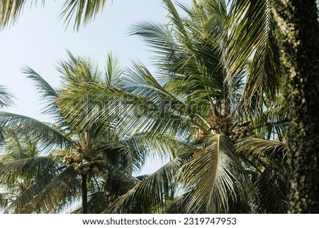 Large green palm trees and yellow coconuts bottom view