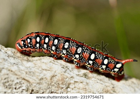 Spurge hawk-moth caterpillar, scientific name hyles euphorbiae, taken in Valais, CH. Royalty-Free Stock Photo #2319754671