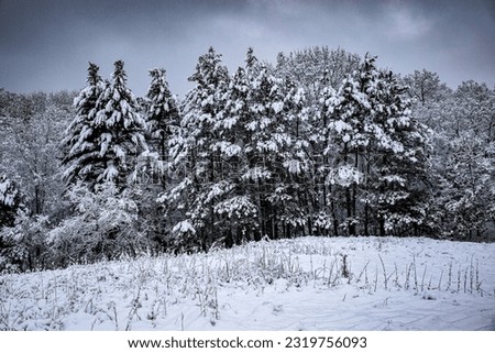Snow covered trees adjacent to a field with freshly fallen snow Royalty-Free Stock Photo #2319756093