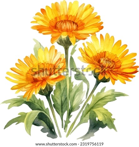 Calendula Watercolor illustration. Hand drawn underwater element design. Artistic vector marine design element. Illustration for greeting cards, printing and other design projects. Royalty-Free Stock Photo #2319756119
