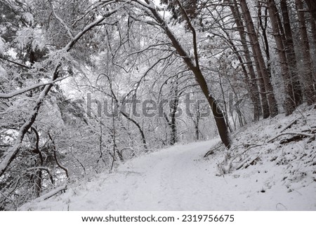 A tree lined snow covered trail Royalty-Free Stock Photo #2319756675