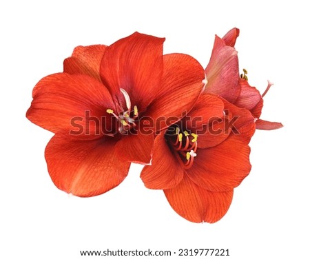 Red amaryllis flowers isolated on white Royalty-Free Stock Photo #2319777221