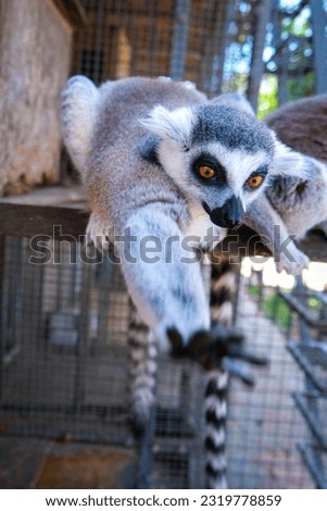 Lemur from Madagascar pulls his hand to the camera lens at the zoo