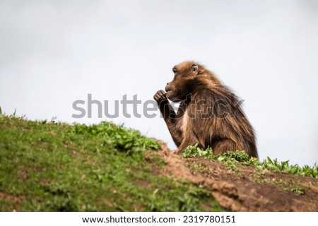 Adult Male Gelada Monkey Sitting on Grass