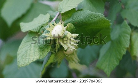 Hazelnuts (Corylus avellana) growing on a tree. Leaves and nuts, spring shot.  Royalty-Free Stock Photo #2319784063