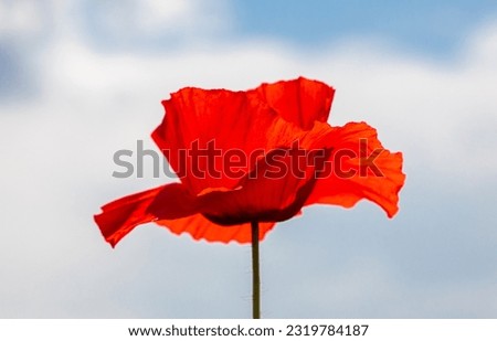 A red poppy flower in the sunlight
